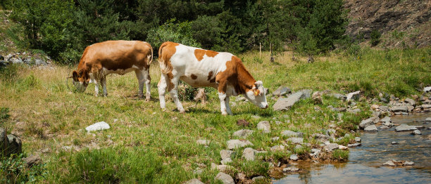 牧场上的牛在山间小溪边吃草图片下载