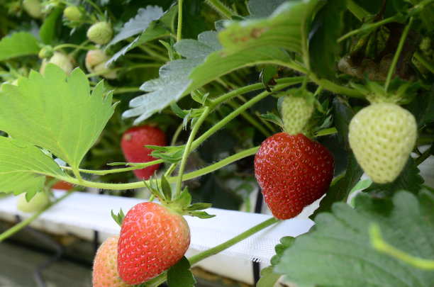 英国温室高科技水培红绿草莓特写图片下载