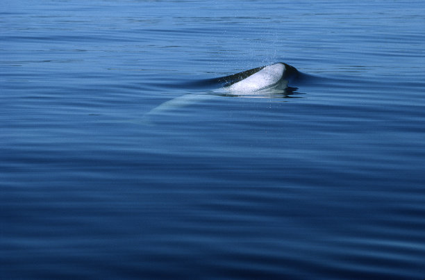 白鲸图片下载
