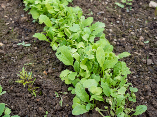 春天萝卜在床上图片下载