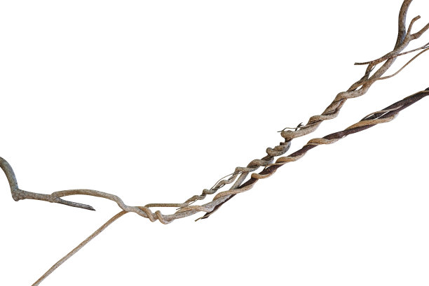 扭曲干燥野生藤本热带植物孤立在白色背景，修剪路径包括图片下载