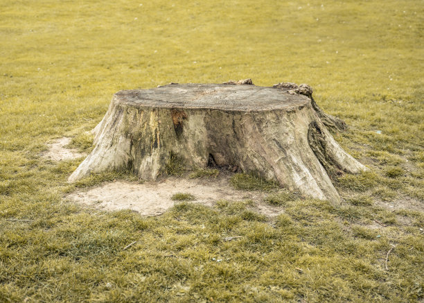 树桩图片下载