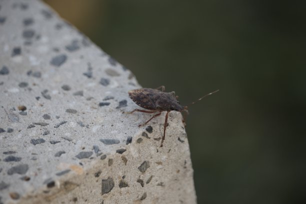 地球的昆虫图片下载