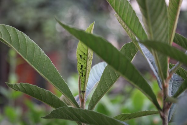地球昆虫图片下载