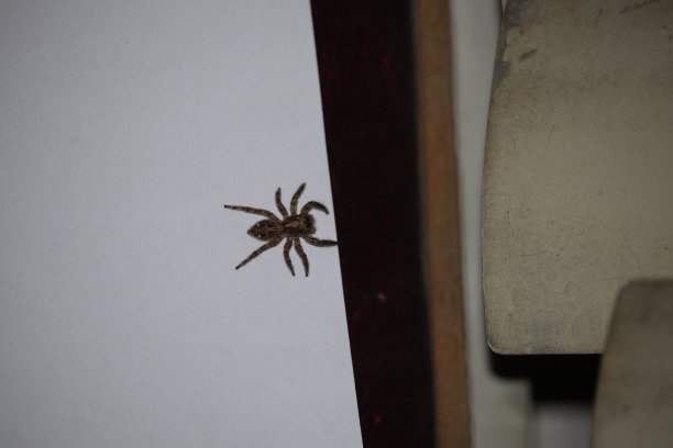 地球的昆虫图片下载