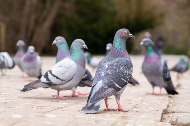 在街上喂鸽子图片下载