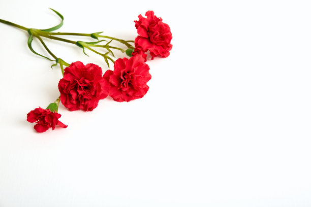 四朵红色康乃馨躺在白色的背景上。孤立的鲜花分支。横幅。副本的空间。模板的名片。花店的概念。5月9日胜利日。爱的象征。布局。假日明信片模型图片下载