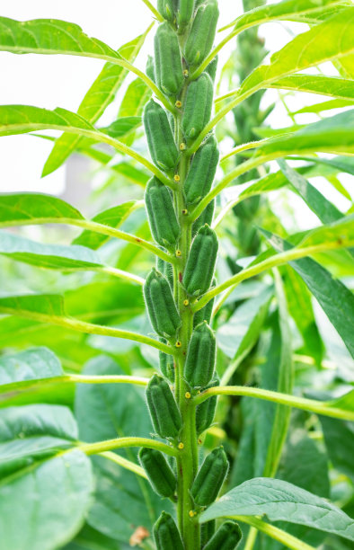 春天的芝麻田图片下载