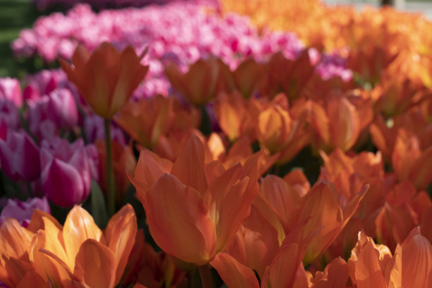 春天的郁金香图片下载