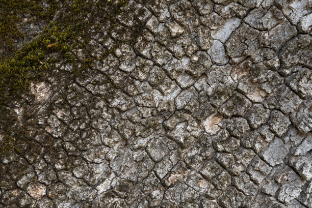 密密的树皮树纹理，天然的木质背景。图片下载