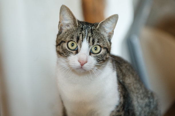 白色虎斑白花猫与绿色眼睛看着相机图片下载