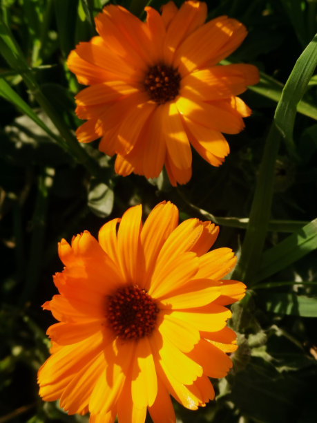 橙色的向日葵在森林的中央图片下载