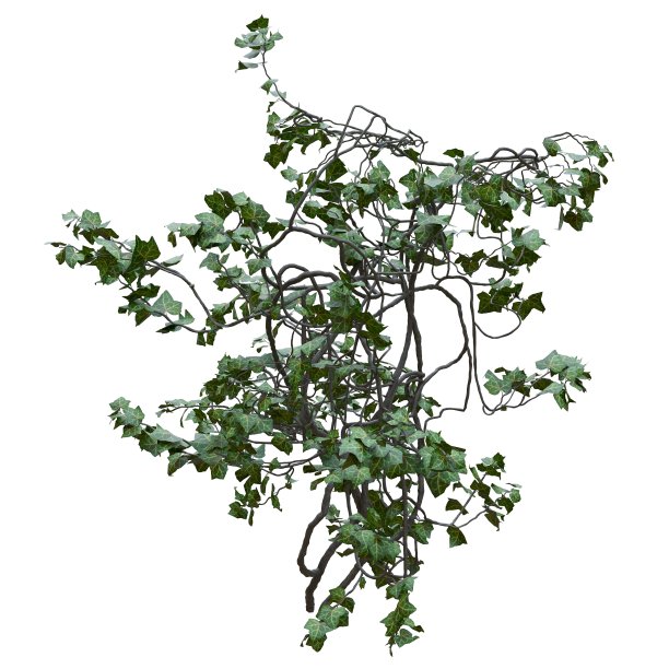 攀援植物藤蔓孤立在白色背景3d插图图片下载