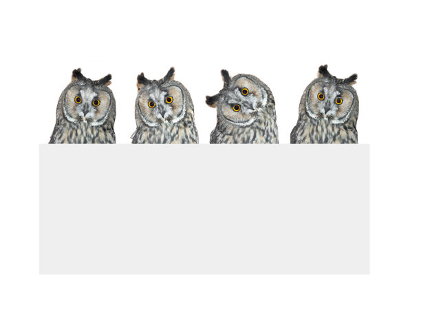 四只聪明的猫头鹰与一个边界的铭文孤立在一个白色的背景图片下载