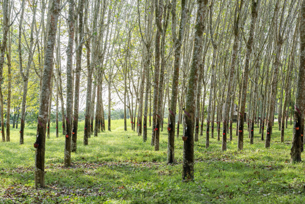 有乳胶杯的橡胶树图片下载