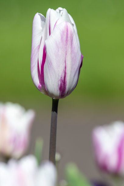 正在开花的花园郁金香图片下载