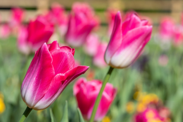 花园里盛开的郁金香图片下载