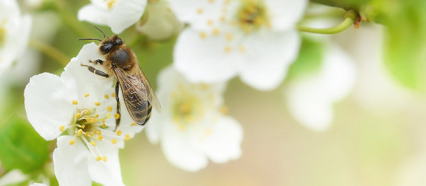 蜜蜂栖息在樱花树的花朵上，为他授粉。春天美丽的背景。复制文本空间。横幅图片下载