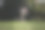 狗飞盘。灵巧狗的比赛。边境牧羊犬黑色三色跳跃，用他的嘴抓住飞行中的飞碟。宠物用牙齿咬住磁盘。图片下载
