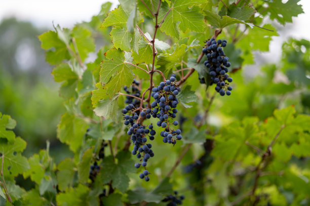宁夏贺兰山附近的中国葡萄园图片下载