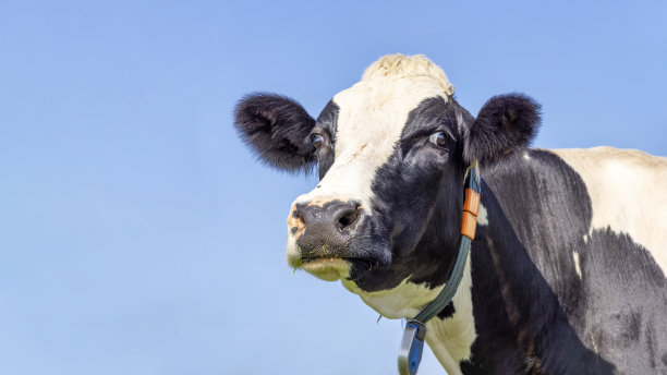 可爱的奶牛，黑白相间的看起来惊讶惊奇，鼻子和下巴在前面高高举起，蓝天和复制空间图片下载