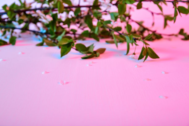 樱桃小枝铺在粉红色和蓝色的背景上，白色的花瓣花。带有柔和霓虹灯的节日贺卡。礼品券或婚礼请柬的模型设计。春天。极简主义的风格。艺术图片下载