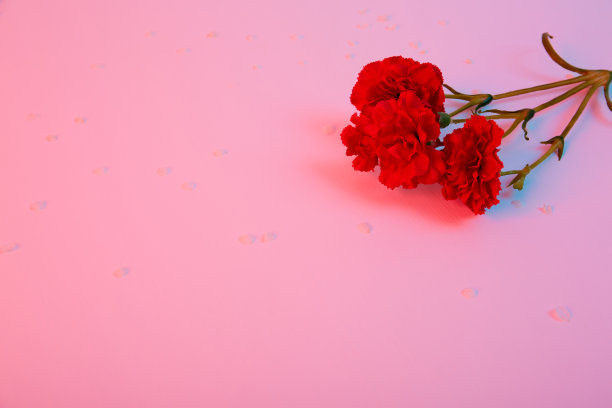 红色的康乃馨放在粉红色的背景上。孤立的鲜花分支。横幅。副本的空间。模板的名片。花店的概念。5月9日胜利日。爱的象征。布局。假日明信片模型图片下载