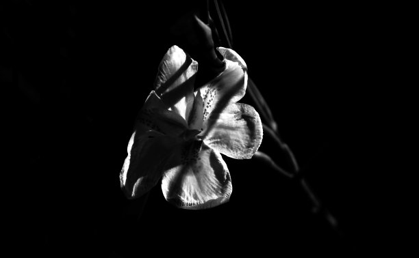 西尔维斯特花/野花图片下载