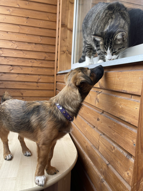 小狗和灰猫图片下载
