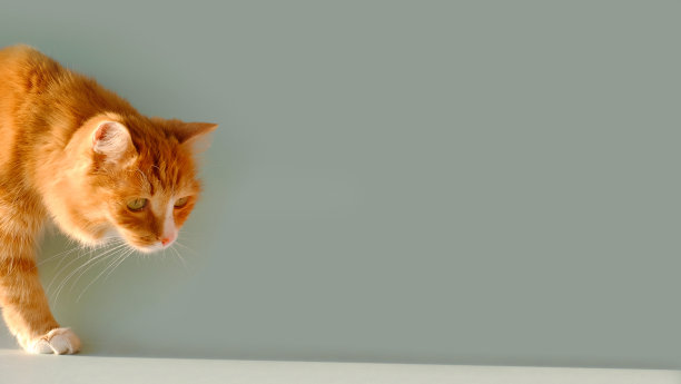 姜猫来灰色的背景与阳光，横幅，复制空间图片下载