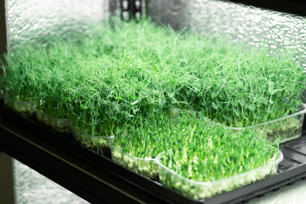 豌豆微绿色，白色背景上的新鲜香草。健康的生活方式，素食有机产品。绿色自然的背景纹理。图片下载