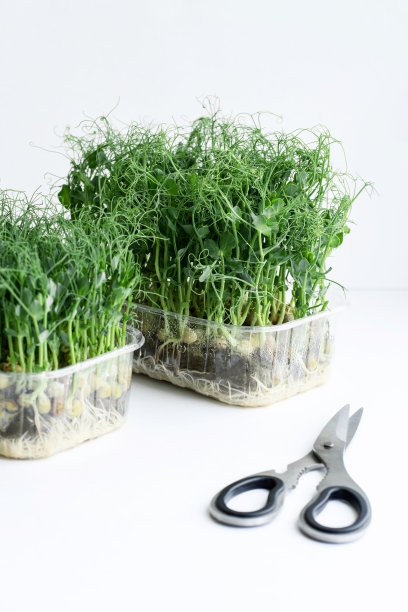 豌豆微绿色，白色背景上的新鲜香草。健康的生活方式，素食有机产品。绿色自然的背景纹理。图片下载