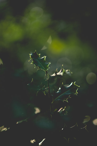 冬青背景图片下载