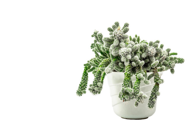 在植物盆栽中孤立在白色背景上的短毛乳突菌。快速增长的仙人掌图片下载