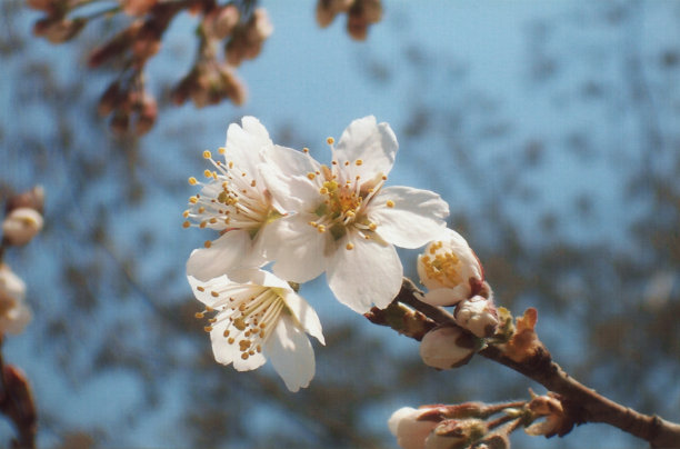 樱花在春天盛开图片下载