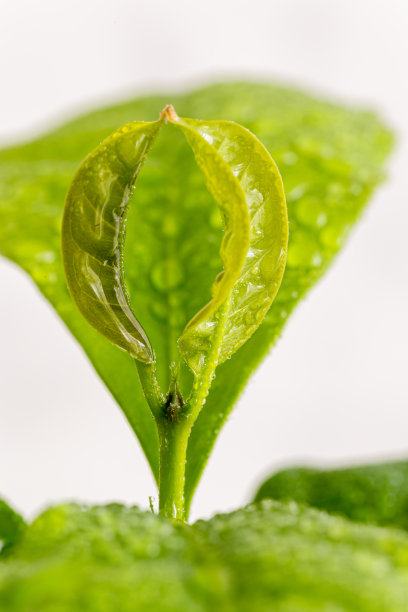 马德里一种咖啡植物的芽和叶图片下载