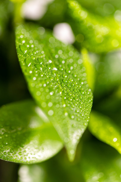 马德里一种咖啡植物的芽和叶图片下载