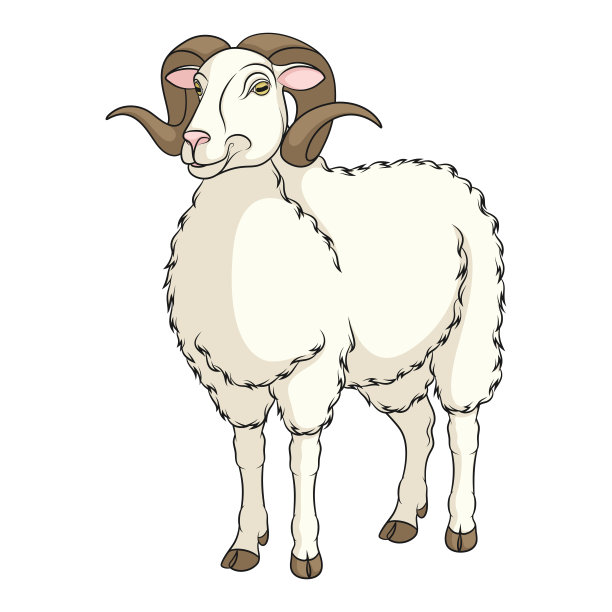 彩色插图与白色公羊，绵羊。孤立的矢量对象。图片下载