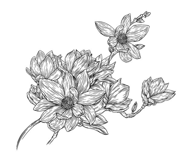 木兰的花图片下载