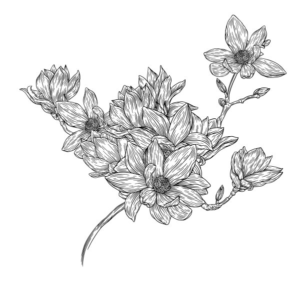 木兰的花图片下载