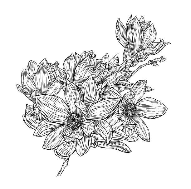 木兰的花图片下载