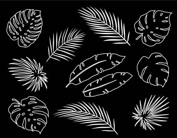 白色线性热带棕榈叶剪影集图片下载