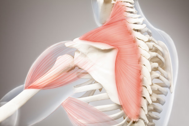 肩和斜方肌疼痛。人从背部看，背部手臂疼痛图片下载
