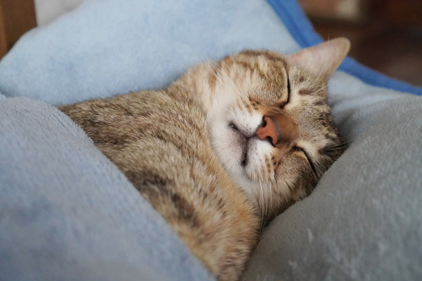 猫在房间里睡觉图片下载