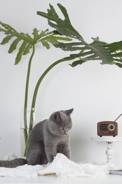英国短毛猫的室内照片图片下载