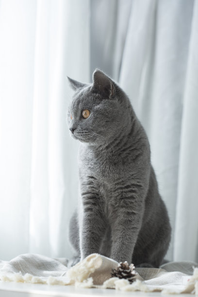 英国短毛猫的室内照片图片下载