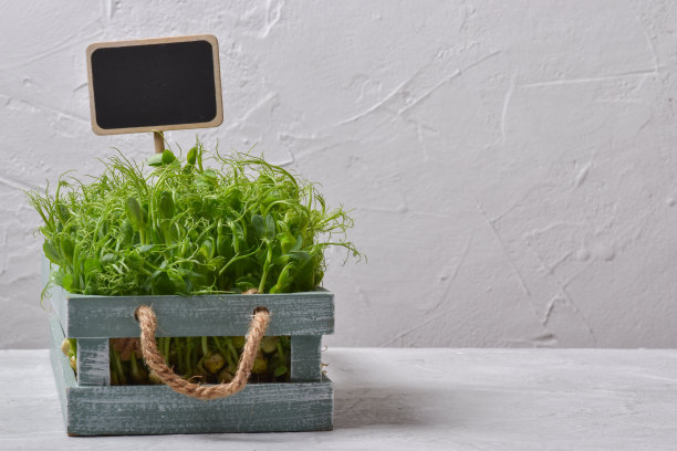 灰色背景上有一个标志的木箱里的豌豆苗。空间的文本。图片下载