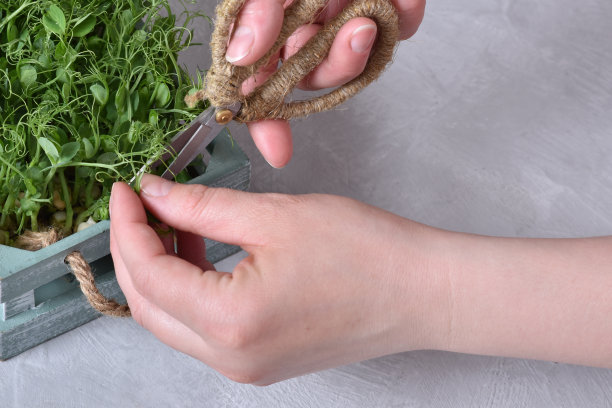 窗台上的家庭花园。刚做好的产品。健康饮食。图片下载