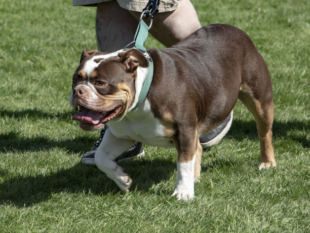 深棕色英国斗牛犬。图片下载