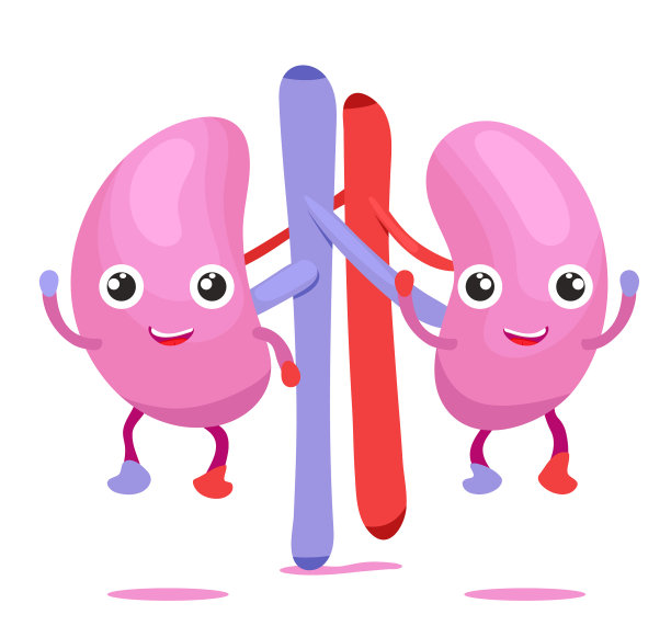 人体内脏器官图片下载